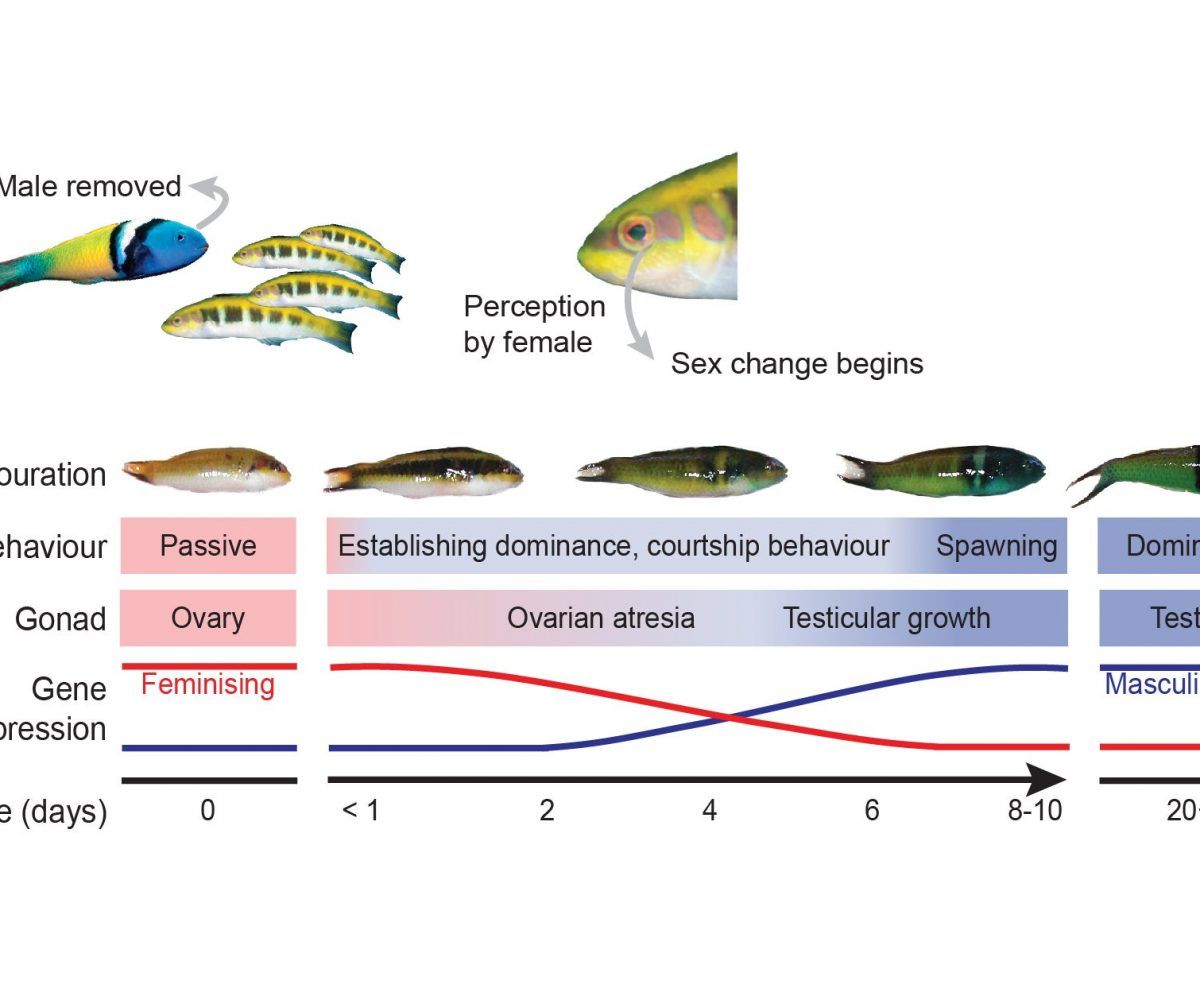 Mystery Of Sex Change In Fish Unlocked Scientists Say