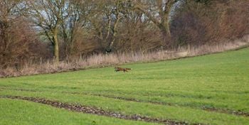 The fox running away from the huntsmen.  This is the extraordinary moment a Tory councillor appears to try and silence claims he was illegally hunting a fox by telling a female activist: "I'd quite like to SHAG you."  See SWNS story SWHUNT.  Middleton hunt master Charles Carter, 33, is filmed telling the woman that she is "very pretty" before requesting her number and asking: "Can I take you to bed please?"  The young Breckland Council member made the remarks after being challenged by activists during a meet of the Middleton Hunt, North Yorks.  Police confirmed they are investigating the incident and constituents and animal rights activists have since called for Carter to resign or be sacked.