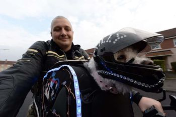 This dog is a real-life Hairy Barker - and goes on motorbike rides dressed in full leather gear and goggles. See story CPRIDER. The motorcycle-loving hound called Milly is a regular sight speeding around the country lanes in jacket and helmet. Milly, a Bichon Frise, dons the gear and hops into her specialised travel bag on her owner's bike when they go on adventures. Retired plumber Paul Crossan, 39, first met "timid" Milly while he was looking for a canine companion for his camper van road trips. She had been neglected by previous owners, but Paul says he "fell in love" from the moment he set eyes on her. The daredevil duo are practically inseparable nowadays -- travelling about the country on Paul's motorbike.