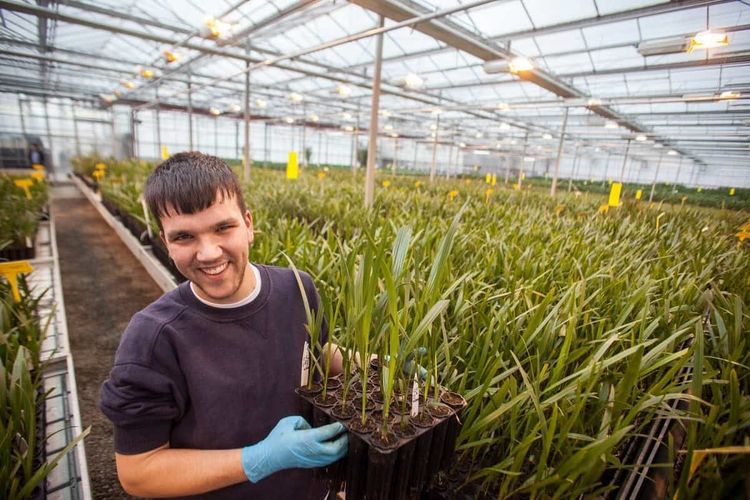 Marten Chinnock D-P-D employ in the main greenhouse where palms finish gowning big enough to be shipped. See SWNS story SWPALM; You've heard of selling tea to china, but one British firm is exporting palm trees to the Emirates. Date Palm Developments sends over 140,000 plants a year to holiday destinations such as Dubai, Egypt and Thailand The company, based in Glastonbury, Soms. has sent over 2 million palm trees to 35 countries over the past four decades. Australia, Peru, South Africa and Nigeria are among the long list of countries that buy in British palms. MD Avril Blackpool said their plants are sought after because they can guarantee they are disease free.