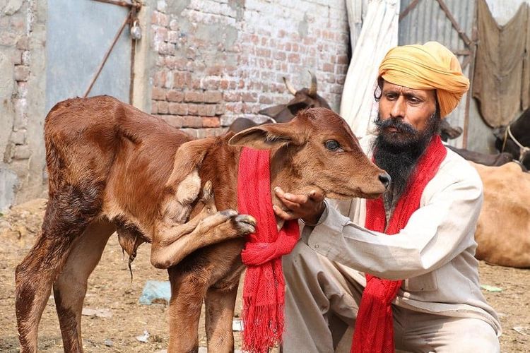 A farmer has been offered £2,400 for his cow by a cult after it was born with five legs - and SEVEN FEET. See SWNS story SWCOW: Abhinav Abrol, 24, has been inundated with visitors hoping to see the two-day-old calf which is apparently fit and healthy - despite the extra limb. Worshipers think the cow - a sacred animal in the Hindu religion - is a "lucky charm" and one "cult" has offered him 200,000 rupees for the animal, local sources said. But Mr Abrol from Ludhiana district in Punjab, India, has refused to sell the baby cow which has a fifth leg next to its neck - which has three extra feet.