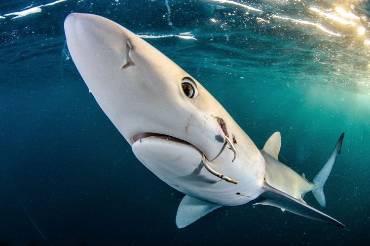 Gold in Sharks category - Jim Machinchick from the US. Blue shark with a hook in its mouth taken in the US. Credit;SWNS