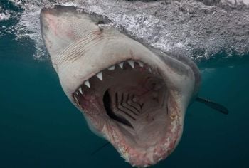 ***EMBARGOED UNTIL 00.01AM GMT FRIDAY17 MARCH 2017***

Bronze in Sharks category - Chris Perkins from South Africa. Great White Shark charges in South Africa, taken with a pole camera. One of the amazing prize winning underwater pictures from a major competition. More than 5,000 pictures were entered for the underwaterphotography.com contests across 17 categories - from above water, to wide angle,sharks and even underwater fashion featuring models.  See National story NNAQUA; From a charging great white shark to sunlight streaming into a sinkhole these are just some of the amazing prize winning underwater pictures in a worldwide competition. More than 5,000 pictures were entered for the underwaterphotography.com contest across 17 categories - from above water, to wide angle,sharks and even underwater fashion featuring models. Pictures range from a sperm whale with its mouth open warning off a diver to a turtle reflected in another diver's mask on the Great Barrier Reef. Brit Nick Blake won a gold medal in the wide angle natural light category for his stunning shot of a diver in the Kukulkan Cenote, a sinkhole in Yucatan Peninsula, Mexico.