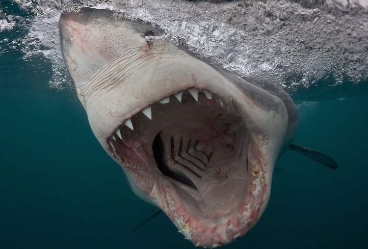 ***EMBARGOED UNTIL 00.01AM GMT FRIDAY17 MARCH 2017***

Bronze in Sharks category - Chris Perkins from South Africa. Great White Shark charges in South Africa, taken with a pole camera. One of the amazing prize winning underwater pictures from a major competition. More than 5,000 pictures were entered for the underwaterphotography.com contests across 17 categories - from above water, to wide angle,sharks and even underwater fashion featuring models.  See National story NNAQUA; From a charging great white shark to sunlight streaming into a sinkhole these are just some of the amazing prize winning underwater pictures in a worldwide competition. More than 5,000 pictures were entered for the underwaterphotography.com contest across 17 categories - from above water, to wide angle,sharks and even underwater fashion featuring models. Pictures range from a sperm whale with its mouth open warning off a diver to a turtle reflected in another diver's mask on the Great Barrier Reef. Brit Nick Blake won a gold medal in the wide angle natural light category for his stunning shot of a diver in the Kukulkan Cenote, a sinkhole in Yucatan Peninsula, Mexico.