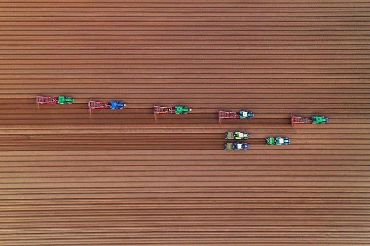 Farmers planting potatoes in a field in East Winch, Norfolk by Chris Taylor. See Masons copy MNPOTATO: This mesmerising image looks like toy tractors playing on a fabric field - but is actually a team of farmers hard at work. Photographer Chris Taylor, 47, spotted the workers in a field in East Winch, Norfolk, on Tuesday while taking aerial snaps from the sky with his drone. As they planted potatoes, they etched perfectly straight lines in the soil which looked flawless from the air. Commenting on the eye-catching effect, Chris said: "Looks like tiny tractors making corduroy!"