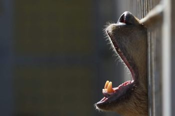 Iraq, Mosul | 2017 03 | FOUR PAWS rescue mission of bear Lula and lion Simba from Montazah Al-Morour Zoo in Mosul. Here: Bear Lula in her enclosure.