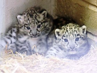 This is the moment two adorable endangered baby snow leopards took their first steps in public after being born at a British zoo.  See NTI story NTICUBS.  The cute cubs were welcomed into the world back in April and have spent three months getting used to their new surroundings.  The pair, who have yet to be named, are now on show at Twycross Zoo, Leics., after they were born to proud parents Suou and Irma.  Zoo staff hope the two will become the next generation of breeding females to help the future conservation of the elusive species.