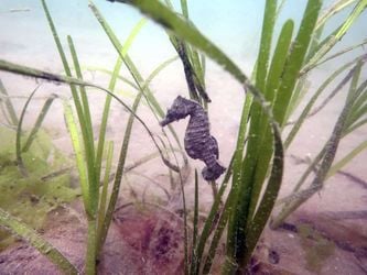 A Short Snouted Seahorse (Hippocampus Hippocampus) an extremely rare breed of seahorse has been seen off the coast of Devon. See SWNS story SWSEAHORSE; An extremely rare breed of seahorse has been found - in British waters. The Short Snouted Seahorse - also known as Hippocampus Hippocampus - was found by experts off the coast of Devon. Its native habitat is the south west waters but there has been a sharp decline in sightings and it is currently endangered.