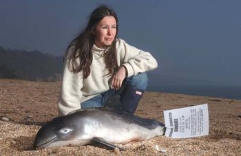 FILE PICTURE - Campaigner Lindy Hingley at Slapton Sands with a rare infant porpoise that was washed up on the beach. See SWNS story SWDOLPHIN; Wildlife campaigners fear that more dolphins will be found washed up dead on British beaches - because of BREXIT. Almost 200 dolphins and porpoises have been found dead on Cornish beaches already this year with the sharpest-ever rise recorded between January and April. Most of the protection for the mammals comes from the EU but once we leave campaigners say even more will die with no replacement legislation currently proposed. A petition urging Fisheries Minister George Eustice to put laws in place protecting dolphins, porpoises and whales once Britain leaves the EU has now got nearly 55,000 signatures.