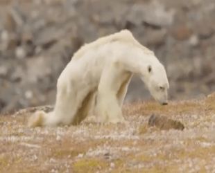 starving polar bear