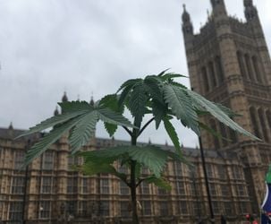 cannabis parliament