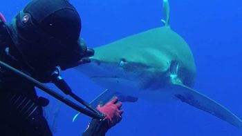 Leigh Cobb, 38, an ex-pat from Palm Beach, Florida removes a hook from a shark's mouth. See Masons copy MNHOOK: This incredible slow-motion video shows the moment when a brave diver pulled a hook from the mouth of a shark. The footage, taken on a conservation trip to the Bahamas, shows diver and marine biologist Leigh Cobb bait the oceanic white tip shark with a fish - before placing her left hand on the animal's nose and pulling out the hook with her right hand. The fearless diver - Leigh Cobb, 38, from Palm Beach, Florida - said that by placing her hand on the shark's nose it was momentarily hypnotised because all of a shark's senses are at the front of its face.