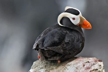 Tufted Puffin, Zapadni Cliffs, St. Paul Island, Alaska