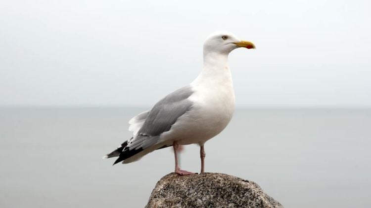 seagull