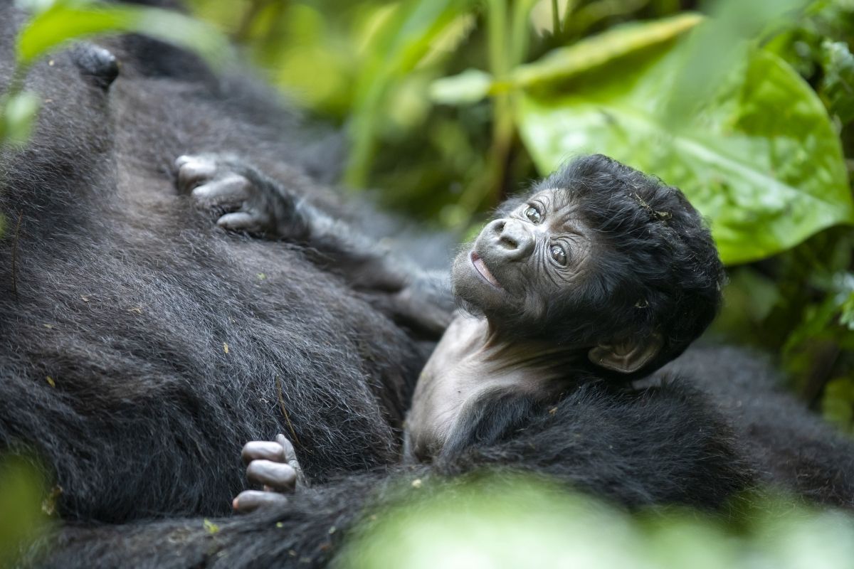 Eight-day-old baby gorilla is one of only 400 left in the wild in Uganda