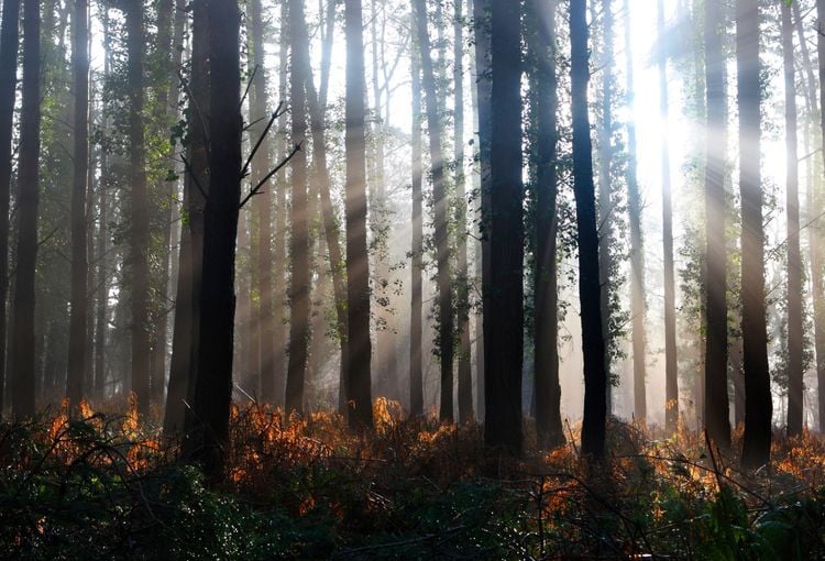 The disease can be passed to humans by ticks, which are common in British woodland (Chris Ison/PA)