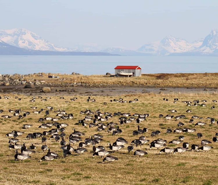 During the past 25 years a rapidly increasing proportion of barnacle geese switched to Vesterålen. See National News story NNgeese.Geese have changed their migration paths on leaving Britain due to climate change, reveals a long-term study. Researchers discovered that barnacle geese have shifted their migratory route within the last 25 years. The team concluded that individual geese have decided to change to the new route, and that other geese now learn the new habit from each other. The study, published in the journal Global Change Biology, is among the first to provide hard evidence that wild animals are inventing new traditions to cope with climate change.