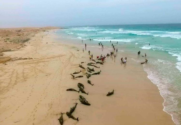 In this image made from video provided by Elton Neves and taken on Tuesday, Sept. 24, 2019, dead dolphins are seen on a beach on Boa Vista Island, Cape Verde. Authorities in the Cape Verde islands are waiting for experts from Spain to help determine why more than 100 dolphins died on a local beach.  Local media report that around 200 melon-headed dolphins were found on a beach on Boa Vista island on Tuesday. Officials, residents and tourists managed to drag some of them back out to sea, but many returned. (Elton Neves via AP)