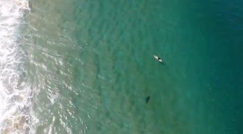 drone spots shark