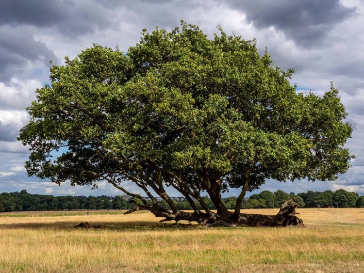 Tree of the year