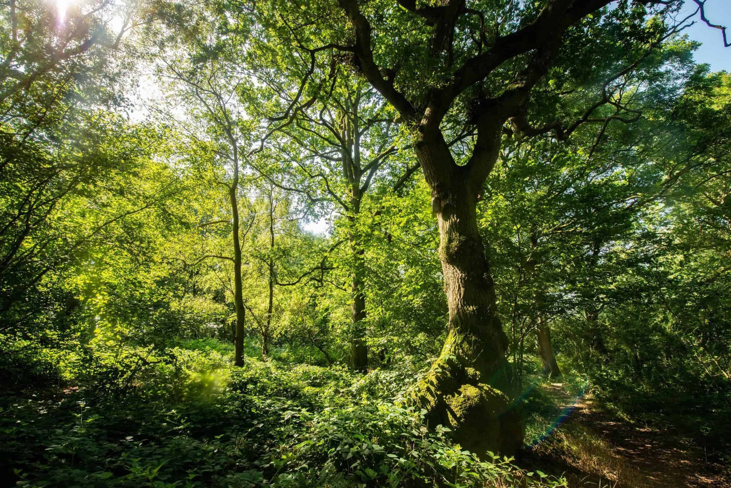 More than 1,000 ancient woodlands under threat