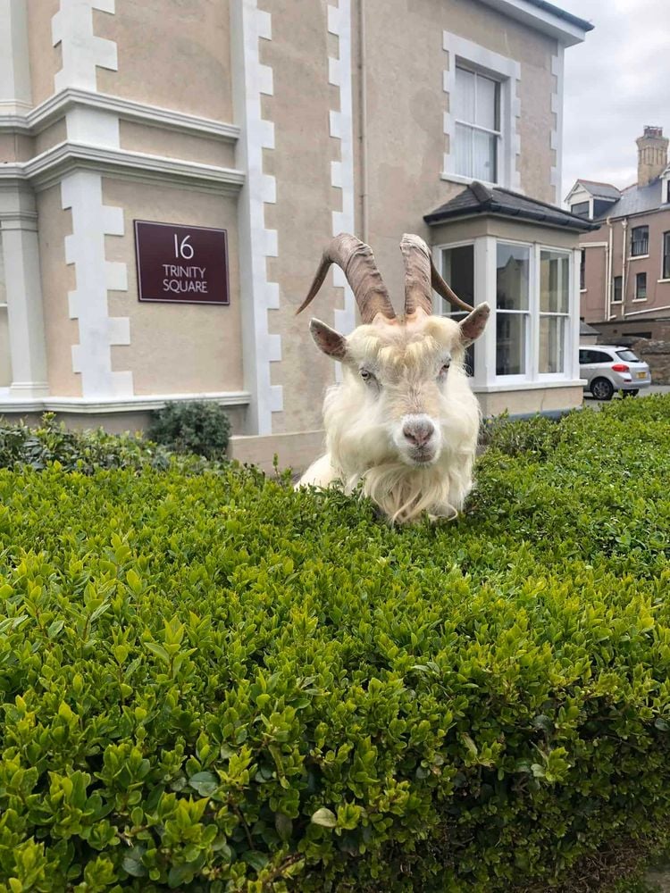 Handout photo dated 30/03/20 taken with permission from the Twitter feed of @AndrewStuart of the goats which have taken over the deserted streets of Llandudno, north Wales, where the residents are in lockdown during the coronavirus pandemic.