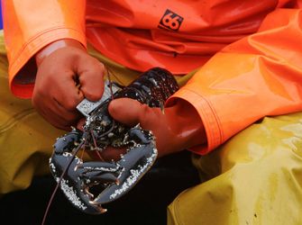 Lobster Fisherman Ross MacLennon Skipper of the "Carrie Anne" boat from Milton Harbour on the Isle of Tiree with deckhand William Walker (wearing hat) measuring the caught Lobster in the Atlantic Ocean