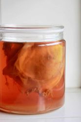 Kombucha SCOBY Photo by Megumi Nachev on Unsplash