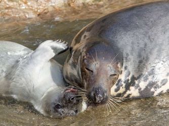 The seal pup alive with its mother. Credit;SWNS