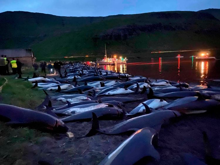 In this image released by Sea Shepherd Conservation Society the carcasses of dead white-sided dolphins lay on a beach after being pulled from the blood-stained water.Credit ;PA