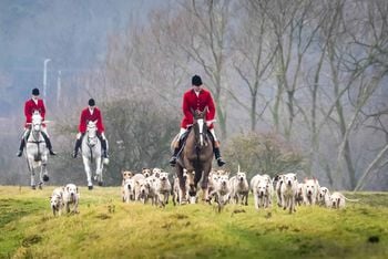 Members of the Grove and Rufford Hunt, formed in 1952, near Bawtry in South Yorkshire as hundreds of packs across the country meet for traditional Boxing Day hunts.