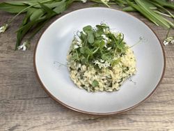 Wet and Wild Garlic Risotto Recipe Jonathan Hatchman London Economic