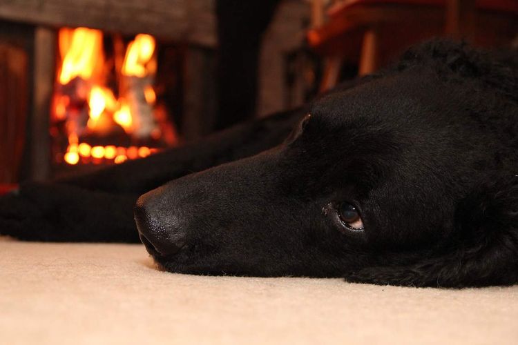 Best Dog Friendly Pub in Wiltshire