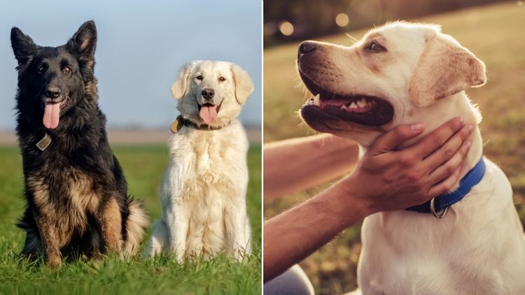 Anti-aging drug for dogs set to be available by 2026