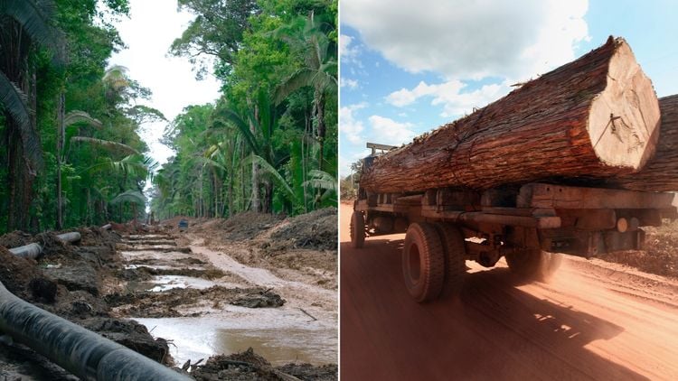 Amazon rainforest cut down to build road for climate summit