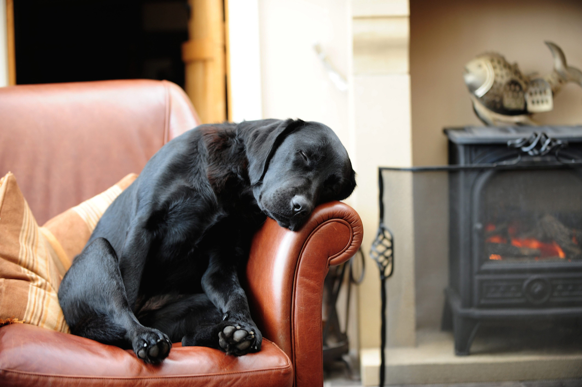 SWNS Pictures of the Year 2015 - One hundred of the most compelling images on the SWNS wire this year as chosen by our picture editors. The sleeping labrador Dilly - this picture shot Villager Jim to fame after it "broke" the internet. See Ross Parry copy RPYBOOK. This incredible collection of heartwarming countryside images showcase the rags to riches story of a photographer who shot to fame, and has now released a book. The book features the best of the Derbyshire Peak District including landscapes, wildlife and country lanes. Villager Jim, who took the fantastic pictures is known as the banksy of the photography world as his identity is still unknown. The book is released today (Thurs).