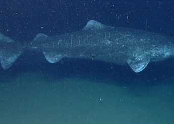 In the last couple minutes of the last dive of the field season we found the largest fish we have ever encountered with the ROV, a Greenland Shark.