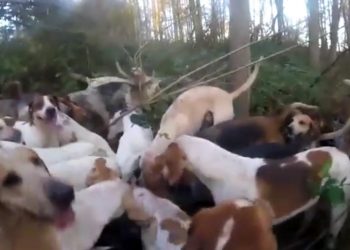 Video showing the Old Surrey Burstow & West Kent Hunt near Tunbridge Wells, Kent who supposedly killing a fox. See National copy NNHUNT: Animal rights activists claim they have recorded a fox being illegally hunted and killed by members of a hunt. The video appears to show a pack of dogs attacking a fox in woodland, before the fox is then removed from the hounds by a member of the Hunt Saboteurs Association. They have released a graphic video which appears to show hounds ripping a fox apart and disturbing images they say are of the dead animal with its insides hanging out.