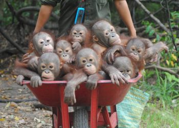 Heartwarming pictures show the baby Orangutans in a wheelbarrow going to their school classes on how to survive in the wild in Indonesia. 

The little youngsters are taught the skills which should have been gained from their mothers at International Animal Rescue's school in Indonesia. Their adorable school run shows up to eight of the little ones huddled up while being wheeled to the 'baby school'. Orangutans usually spend seven to eight years with their mother and learn the skills they need to survive.