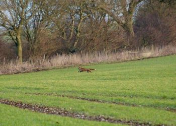 The fox running away from the huntsmen.  This is the extraordinary moment a Tory councillor appears to try and silence claims he was illegally hunting a fox by telling a female activist: "I'd quite like to SHAG you."  See SWNS story SWHUNT.  Middleton hunt master Charles Carter, 33, is filmed telling the woman that she is "very pretty" before requesting her number and asking: "Can I take you to bed please?"  The young Breckland Council member made the remarks after being challenged by activists during a meet of the Middleton Hunt, North Yorks.  Police confirmed they are investigating the incident and constituents and animal rights activists have since called for Carter to resign or be sacked.