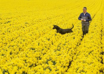 Mark Clark with Baxter the dog playing in a field of thousands of colourful daffodils at Grampian Growers in Montrose, Angus, which brighten up the landscape. March 28 2017. See Centre Press story CPBLOOM; Stunning photos have shown a daffodil field as the UK enjoys a sunny spell at the beginning of spring. Grampian Growers in Montrose grow around six million daffodils and those stems are now being prepared to be lifted in June after being planted two-and-a-half years ago. The yellow flowers cover an area of 1000 acres and managing director Mark Clarke, 52, said the plants will soon be picked and sold. He said: "Of the six million stems we grow, around half will be exported to the US. The other 50 per cent will be split between mainland Europe, Scandinavia. "We also sell a lot to supermarkets in the UK."