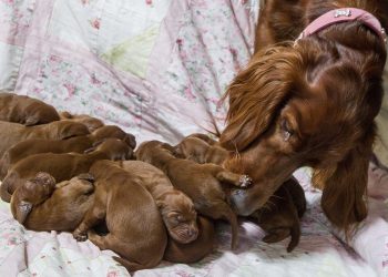 Two-year-old Irish Setter Poppy who gave birth to 15 puppies on Mothers Day. March 29 2017. See Centre Press story SWPUPPIES; A dog has given birth to 15 adorable puppies in what turned out to be a special Mother's Day. Poppy, an Irish Setter, was due to give birth to an estimated eight to 10 pups, but mum Lisa Wardle could not believe her eyes when the tiny dogs just kept coming. The 40-year-old from Galashiels said: "The dogs are all brilliant and Poppy is doing brilliant considering it's her first litter. "The vet told us she would have between eight and 10, but the record for the most puppies for a Setter was 16. I couldn't believe it when we counted them and realised she had 15." While the plan is to sell the puppies, Lisa's daughter Abi has taken one so that Poppy, 2, can still have contact with one of her babies.