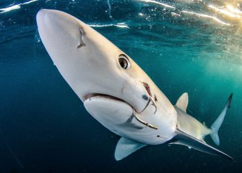 Gold in Sharks category - Jim Machinchick from the US. Blue shark with a hook in its mouth taken in the US. Credit;SWNS