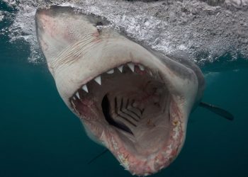 ***EMBARGOED UNTIL 00.01AM GMT FRIDAY17 MARCH 2017***

Bronze in Sharks category - Chris Perkins from South Africa. Great White Shark charges in South Africa, taken with a pole camera. One of the amazing prize winning underwater pictures from a major competition. More than 5,000 pictures were entered for the underwaterphotography.com contests across 17 categories - from above water, to wide angle,sharks and even underwater fashion featuring models.  See National story NNAQUA; From a charging great white shark to sunlight streaming into a sinkhole these are just some of the amazing prize winning underwater pictures in a worldwide competition. More than 5,000 pictures were entered for the underwaterphotography.com contest across 17 categories - from above water, to wide angle,sharks and even underwater fashion featuring models. Pictures range from a sperm whale with its mouth open warning off a diver to a turtle reflected in another diver's mask on the Great Barrier Reef. Brit Nick Blake won a gold medal in the wide angle natural light category for his stunning shot of a diver in the Kukulkan Cenote, a sinkhole in Yucatan Peninsula, Mexico.