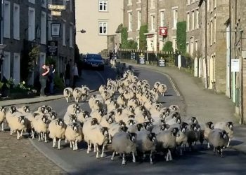 This baaaaa-rmy footage shows a parade of 200 ewes trotting from the top of a tiny village to lamb in a field below in a 90-year-old tradition that marks the start of spring. See Ross Parry story RPYSHEEP; The pregnant sheep on Hodgson's farm in Askrigg in the Yorkshire Dales make the two mile journey downhill over five days every year to move to a safe sheltered field to give birth to their lambs. The journey through the steep village, which has a population of just 550, in North Yorks., is made in three stages to give the ewes, who are ready to drop, ample rest during their relocation. The move causes such a spectacle that locals and tourists in the village, made famous by the 80s TV show All Creatures Great and Small, flock to the streets to watch the procession. Farmer's wife, Heather Hodgson, 45, told how the whole family get in on the act with eldest daughter Chloe, 6, heading the herd by opening up the gates. Chloe even dressed especially for the occasion are wore her Elsa dress, from the film Frozen. Next in line is father-in-law, David Hodgson, 69, who runs the farm with Heather's husband, James, 43, driving the tractor carrying son, Ro, 11, who was throwing ewe nuts to the sheep to encourage them to follow. Bringing up the rear was farmer James, Heather, their youngest daughter, Jo, 4, and their sheepdog, Max, 8.