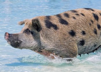 Swimming pigs on the island of Exuma in the Bahamas.  See Masons copy MNPIGS: As temperatures soar across the UK these adorable shots show a group of pigs cooling off by swimming and frolicking in crystal clear water. The fun snaps, were taken by photographer Emmanuel Keller, 39, in the Bahamas at its famous 'Pig Beach' last month. This is on the island of Exuma which is uninhabited by humans but takes its unofficial name due to the colony of pigs that lives there.