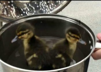 Footage captures the adorable moment two ducklings were scooped up in a metal sieve after falling down the drain. See Ross Parry story RPYDUCK; The ducklings were then placed into a large metal pan half filled with water. The mother duck watched on anxiously as she 'yelled', paced back and forth, and ran up to the rescuers when they pulled out her children.