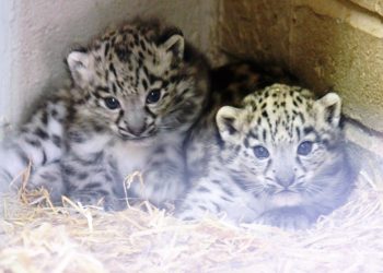 This is the moment two adorable endangered baby snow leopards took their first steps in public after being born at a British zoo.  See NTI story NTICUBS.  The cute cubs were welcomed into the world back in April and have spent three months getting used to their new surroundings.  The pair, who have yet to be named, are now on show at Twycross Zoo, Leics., after they were born to proud parents Suou and Irma.  Zoo staff hope the two will become the next generation of breeding females to help the future conservation of the elusive species.