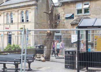 Council redevelopment of the market space which meant a tree had to be cut down the day before the judging of the Britain in Bloom contest Melksham, Wiltshire. See SWNS story SWBLOOM; Volunteers in a well-kept market town are "horrified" after the council felled a row of trees - the day before an inspection by Britain in Bloom judges. Green-fingered locals had worked "tirelessly" to spruce up Melksham, Wilts., by planting flower beds, weeding borders and cleaning parks. But they were furious when contractors felled the landmark trees in Market Place the day before the town was judged by the Royal Horticultural Society (RHS).  Wiltshire Council has apologised for the timing of the tree works but volunteers fear the judges will penalise the town because of its ugly central square. Kathy Iles, who co-ordinates activities for South West in Bloom Melksham, was reduced to tears when she saw the jagged stumps.