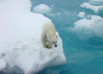 polar bear on iceberg